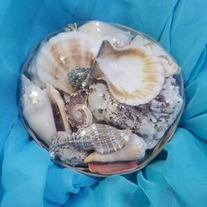Natural Seashell Collection in Basket